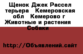 Щенок Джек Рассел терьера - Кемеровская обл., Кемерово г. Животные и растения » Собаки   
